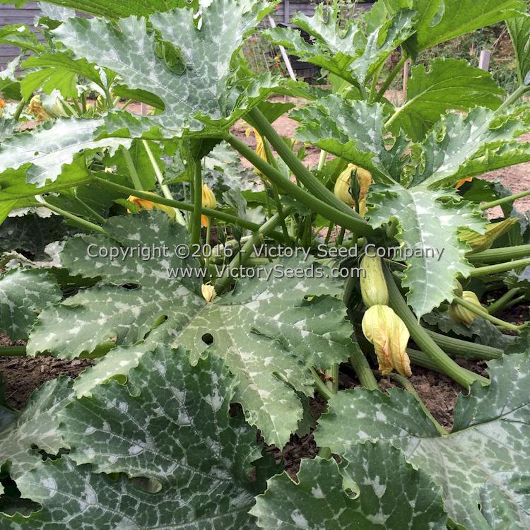 Caserta Summer Squash