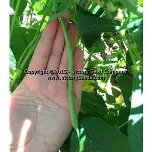 Spartan Arrow Garden Bean