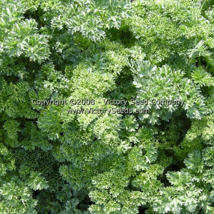 Moss Curled Parsley