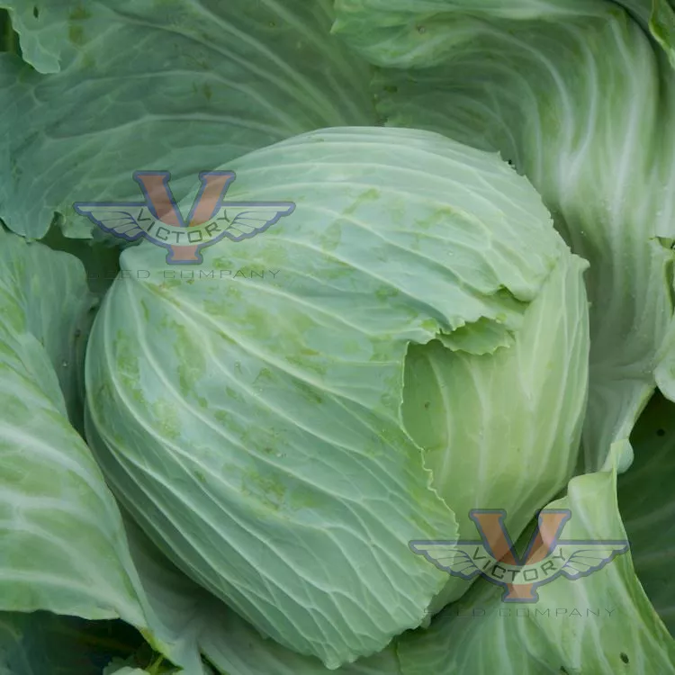 thumbnail interactive-video image 1 of 200+ Late Flat Dutch Cabbage Seeds - Heirloom, Non-GMO, Fresh For Summer Planting 1 of 5