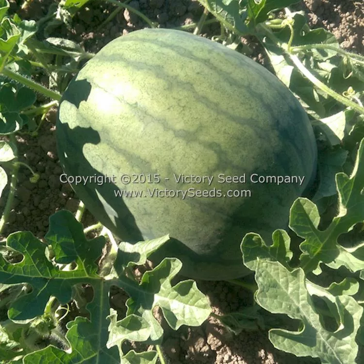 Mabry's Yellow Watermelon