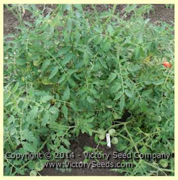 Marvana Tomato
