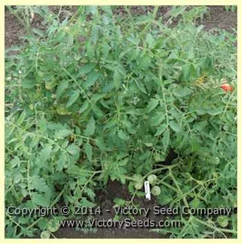 Marvana Tomato