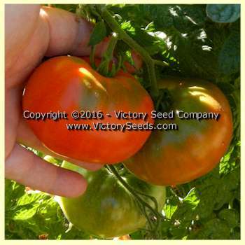Waratah Tomato