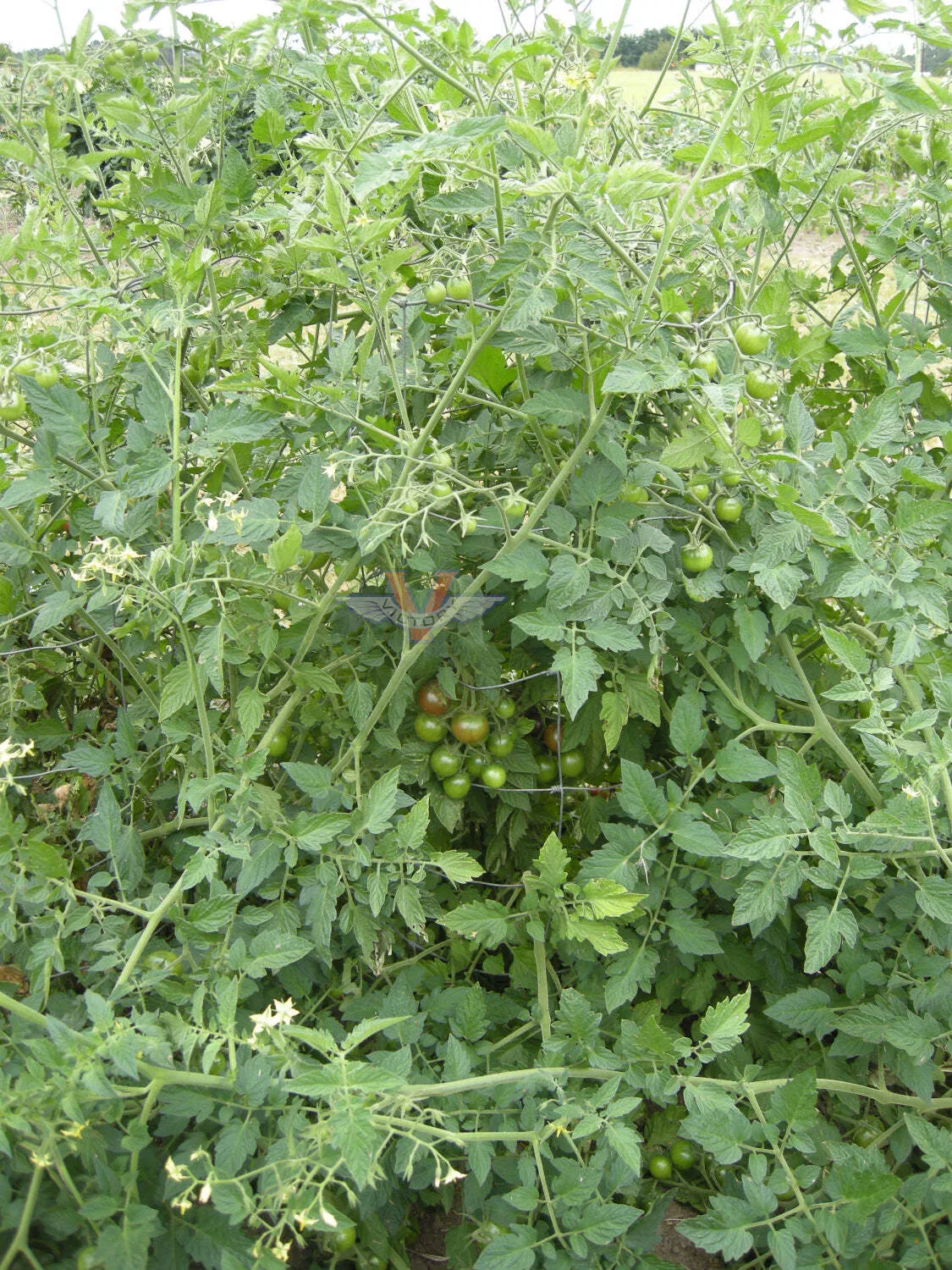 Black Cherry Tomato