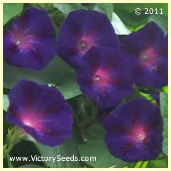 Morning Glory, Grandpa Otts