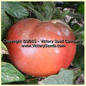Perth Pride Tomato