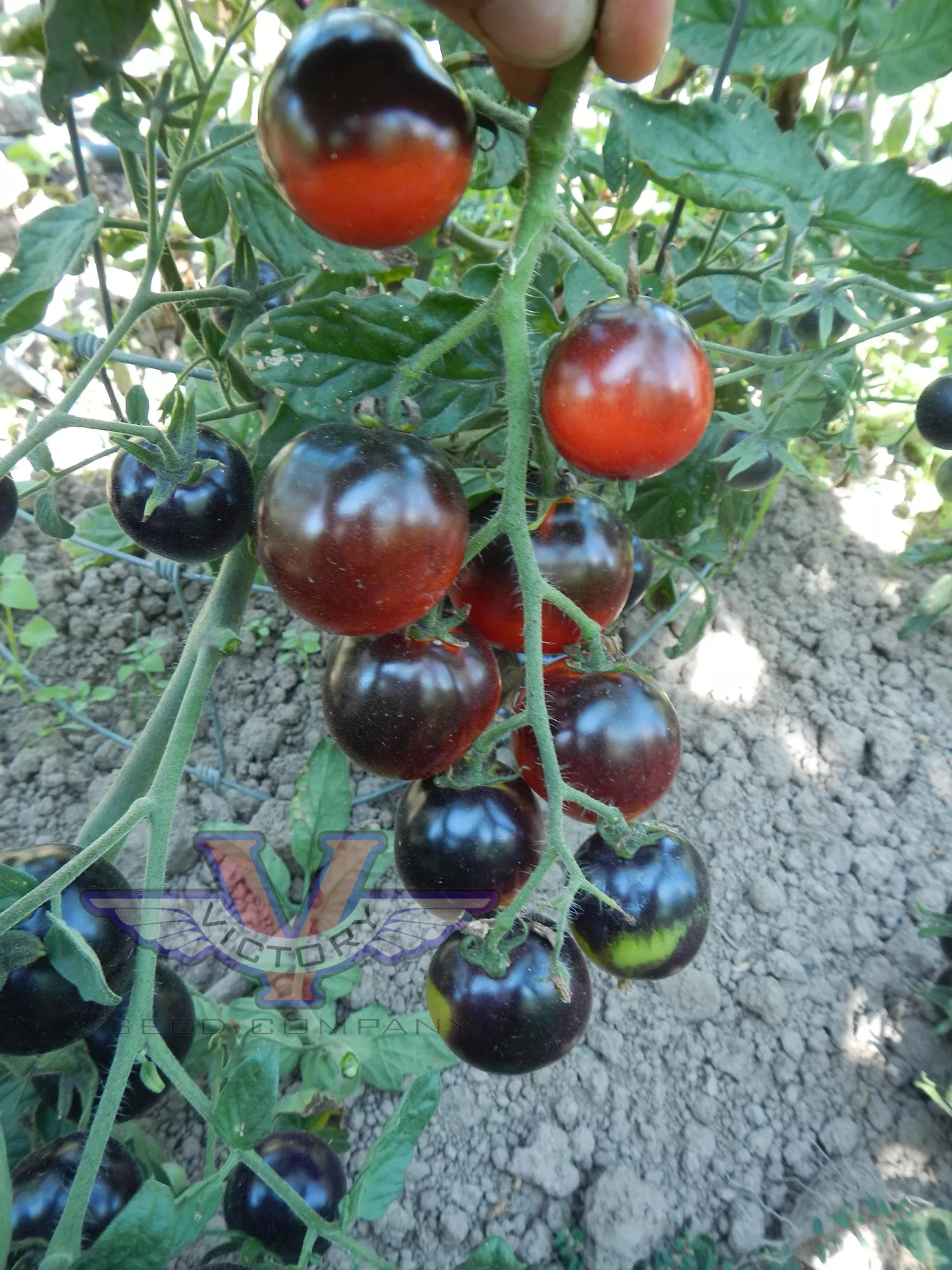Indigo™ Rose Tomato