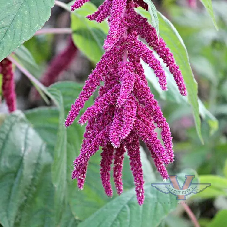Love Lies Bleeding Amaranth