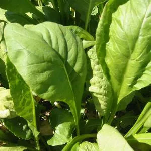 Tendergreen Spinach Mustard