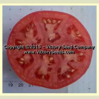 Glovel Tomato
