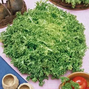 Frisée (Frisee) Endive
