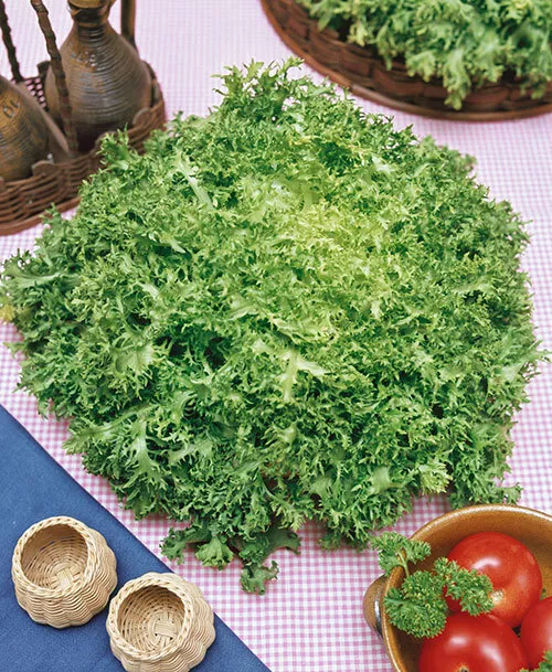 Frisée (Frisee) Endive