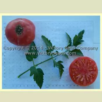 Rozovyi Izumnyi Tomato
