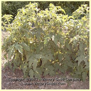 Polish Dwarf Tomato