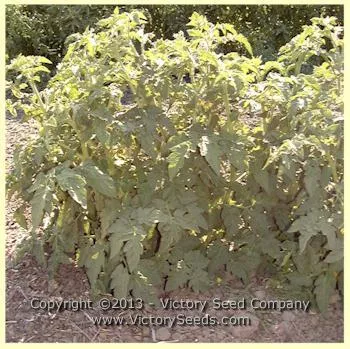 Polish Dwarf Tomato