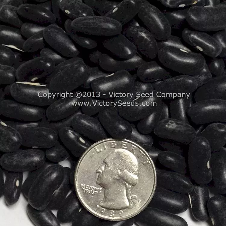 Pencil Pod Black Wax Garden Bean