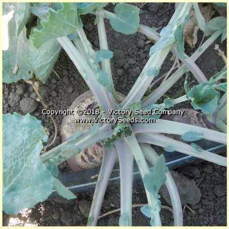 Laurentian Rutabaga (Swede)