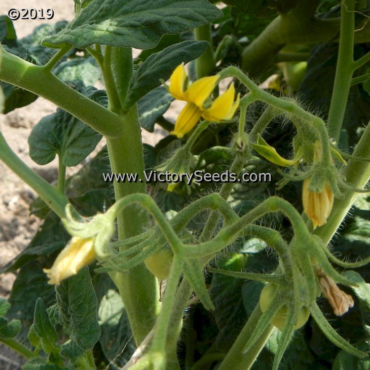 Dwarf Hazy's Dream Tomato