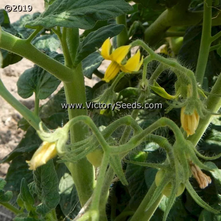 Dwarf Hazy's Dream Tomato
