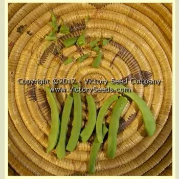 Riggins Stick Pole Green Garden Bean