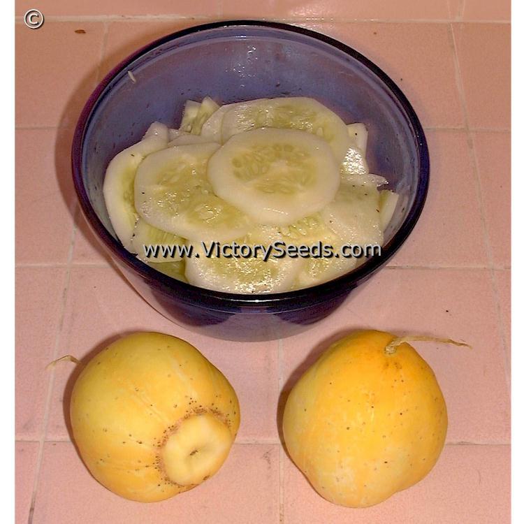 Lemon (Apple) Cucumber