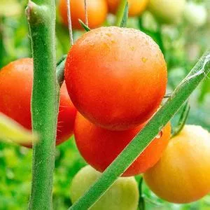 Moneymaker Tomato