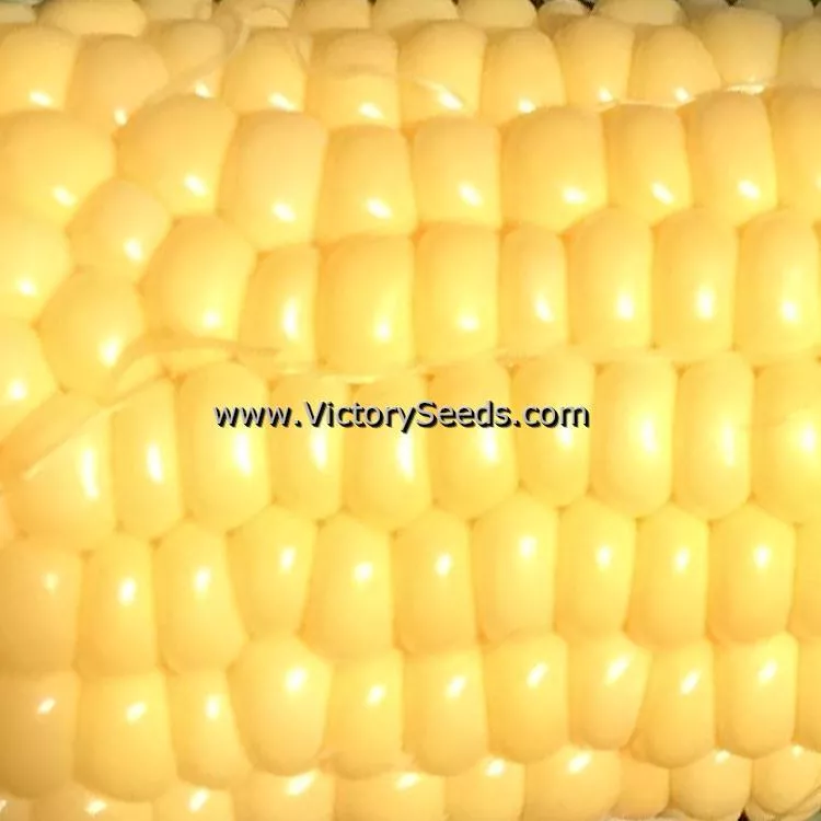 Buhl Sweet Corn