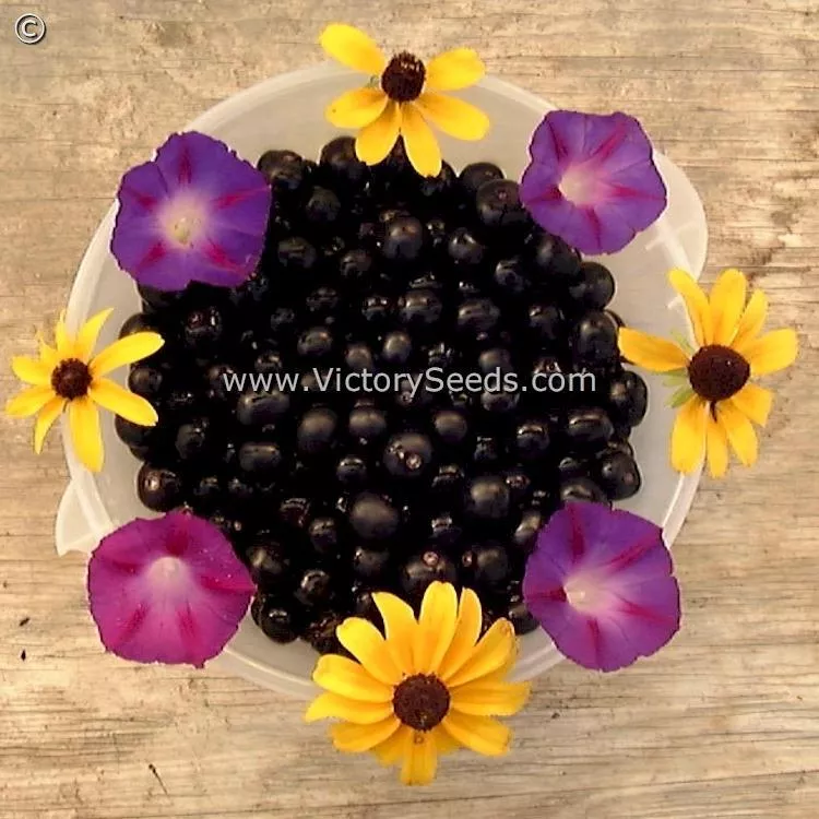 Garden Huckleberry