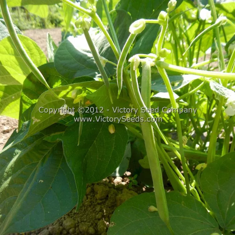 Tenderette Bush Green Garden Bean
