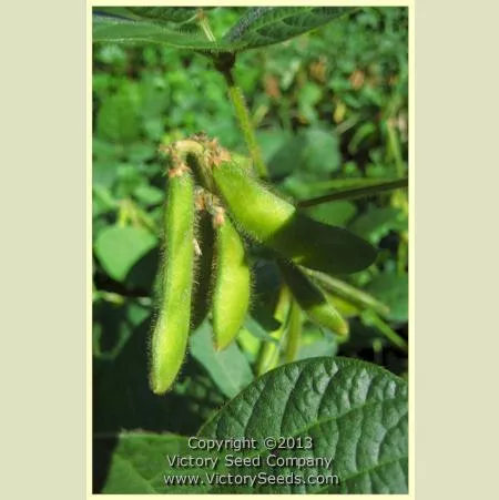 Jewel Soybean