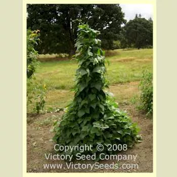 Cherokee Trail of Tears Pole Garden Bean
