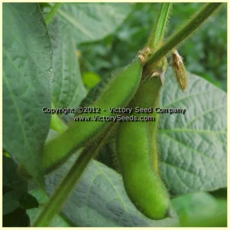 Musan-1 Soybean
