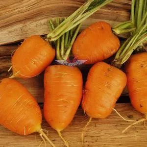 Oxheart Carrot