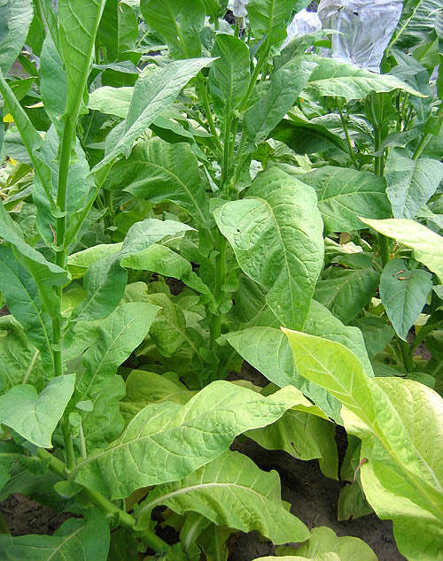 PYKY 171 Tobacco
