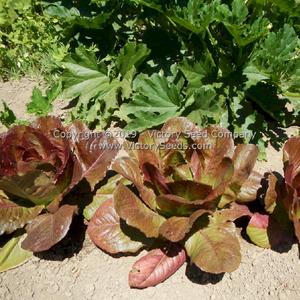 Rouge d'Hiver Romaine Lettuce