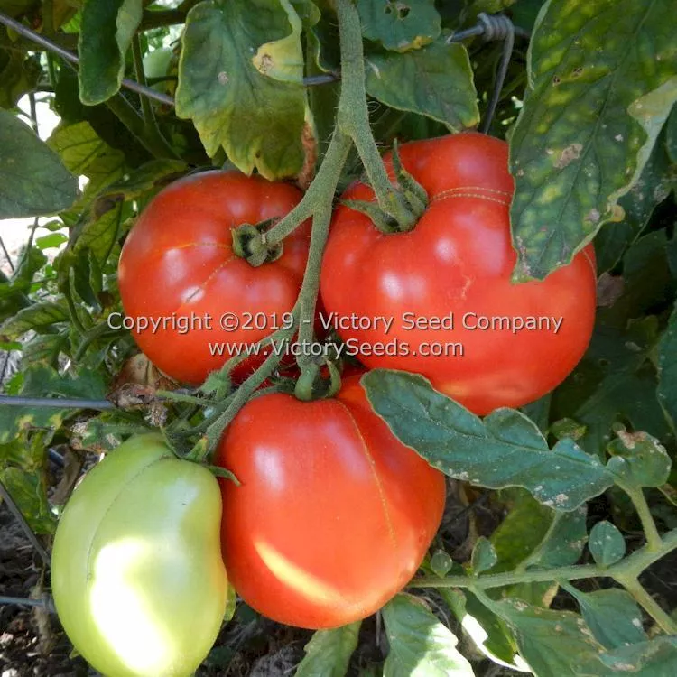 Oregon Star Tomato