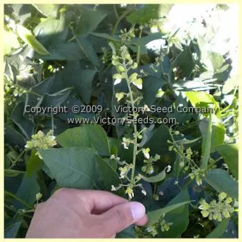 Henderson's Bush Lima Bean