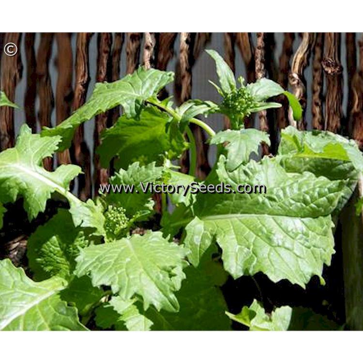 Spring Rapini Raab Broccoli