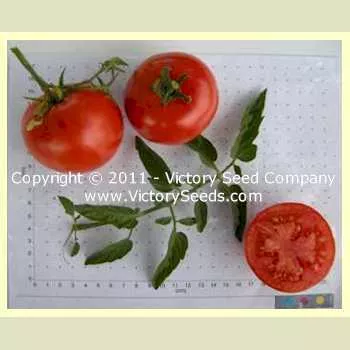 Herman's Special Tomato