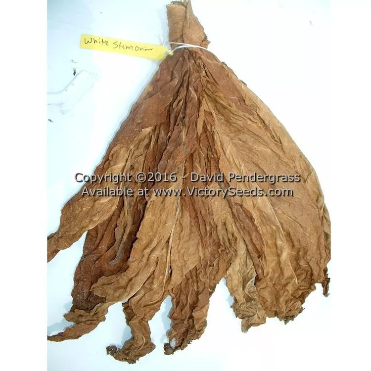 White Stem Orinoco Tobacco