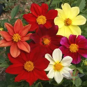 Dahlia 'Dwarf Single Mix'