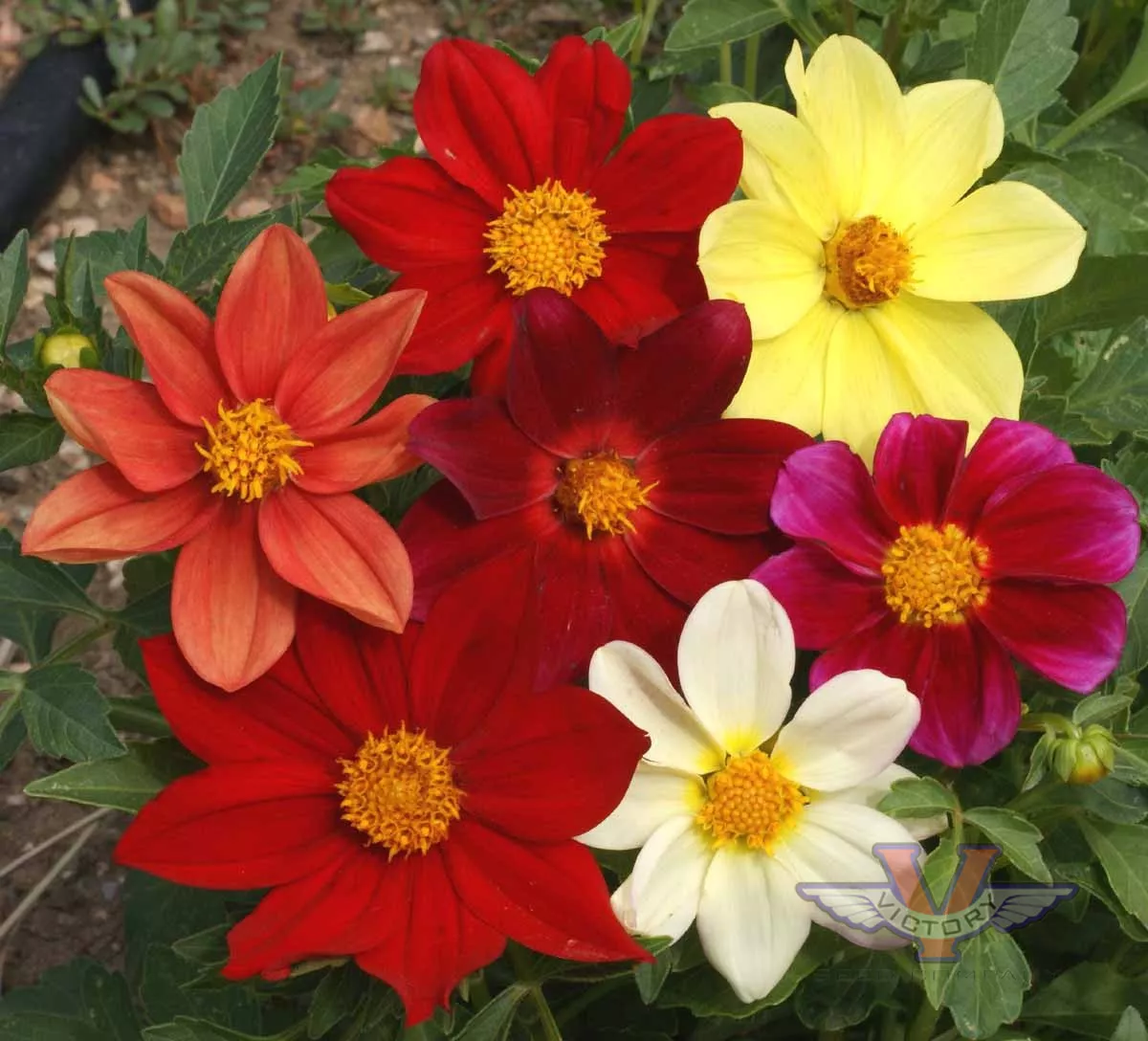Dahlia 'Dwarf Single Mix'