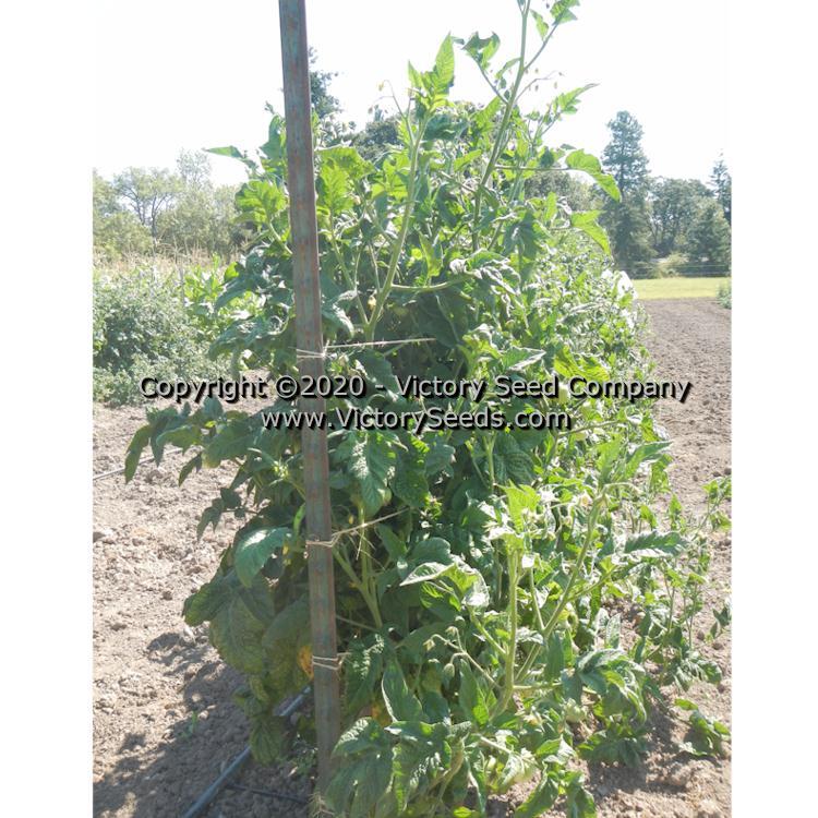 Dwarf Pink Livija Tomato