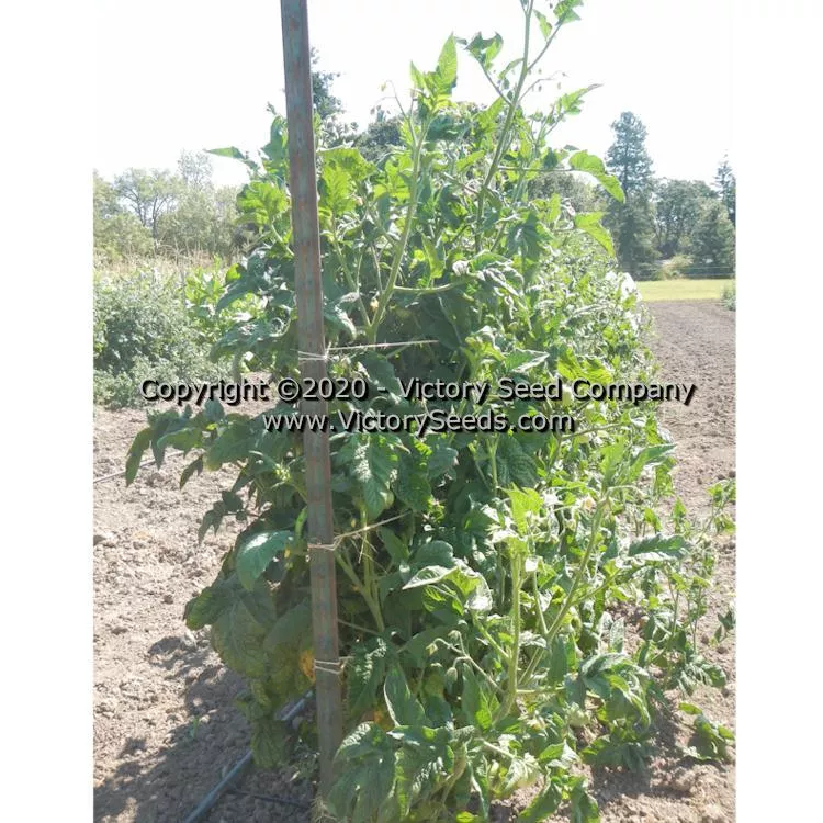 Dwarf Pink Livija Tomato