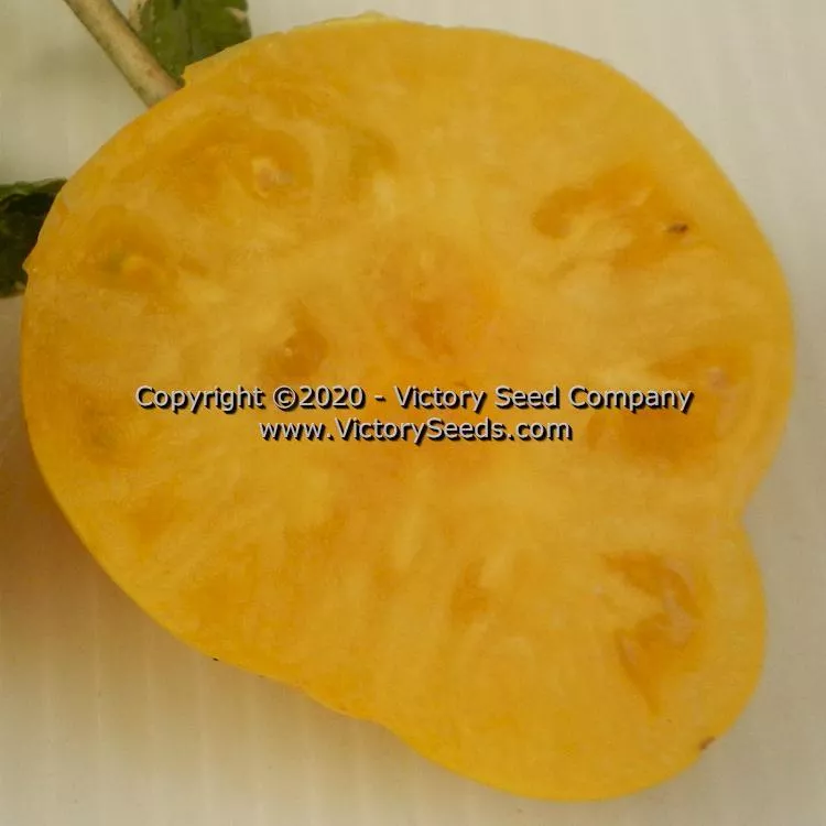Dwarf Elsie's Fancy Tomato