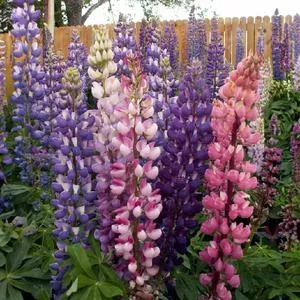 Russell Lupine