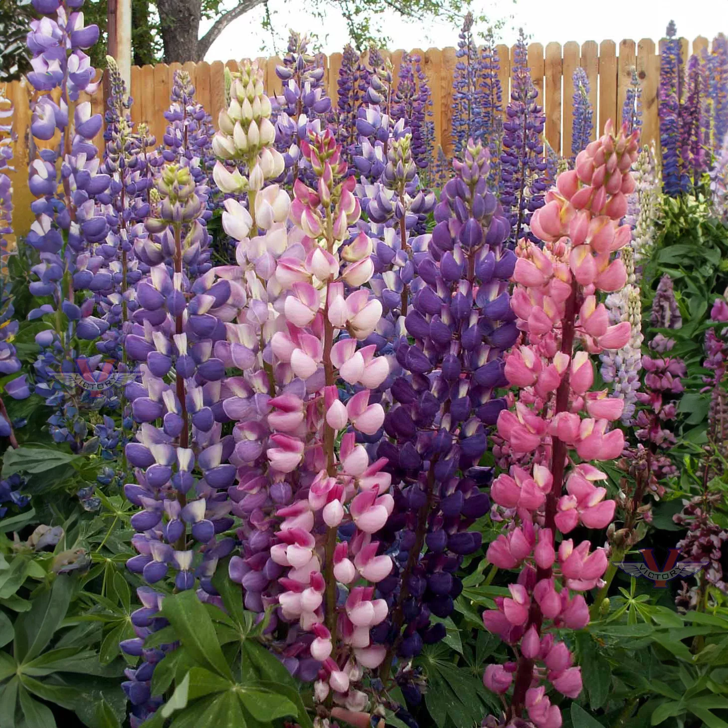 Russell Lupine