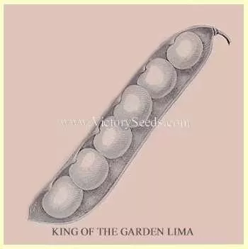 King of the Garden Pole Lima Bean