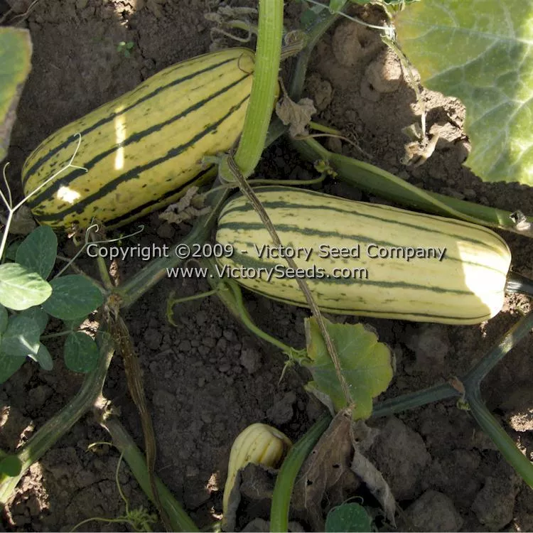 Delicata Winter Squash